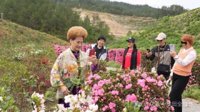 漫山杜鹃开成海！来罗田赴一场浪漫春日之约 