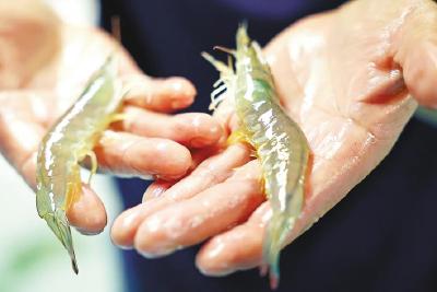 “淡水鱼王”闯入新赛道  湖北不靠海为何养海鲜