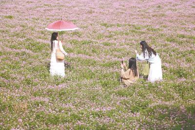 紫云英花开成海 市民假期赏花忙