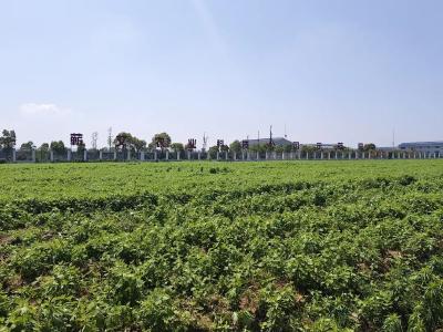 破局！横车这个社区靠“她”，年增收30万