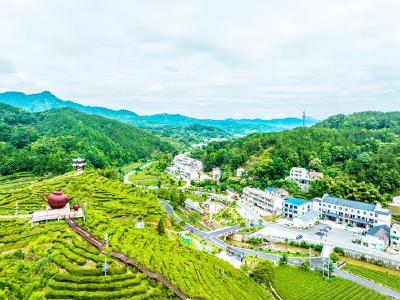 坚守生态育佳茗 科技赋能优品质  英山云雾茶的匠心与远方