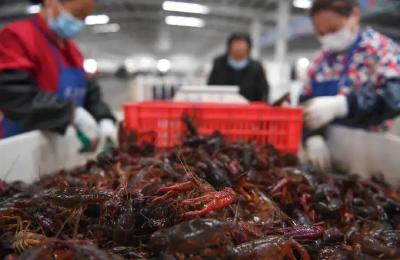 八连冠！“潜江龙虾”怎么做到的？