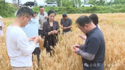 守住粮袋子！罗田实地测产  为小麦丰产增收精准把脉