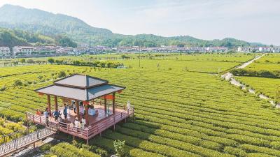 英山县金家铺镇茶旅相融醉游人