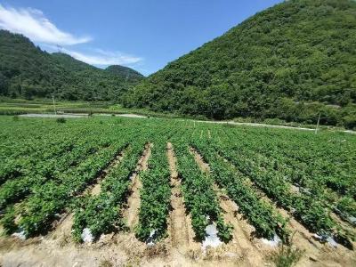 科技破壁本草 产业赋能振兴  ——一泰生物领跑英山中医药产业高质量发展新赛道