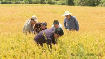 金黄遍地！三里畈镇抢抓晴好天气开启夏收模式