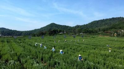 面对宛艾、海艾、祁艾等异军突起 蕲艾的“护城河”在哪里？