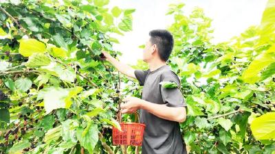 黄梅推动一季果变四季产