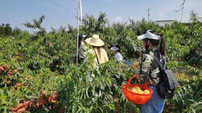 桃满荒山结硕果 产业赋能助振兴
