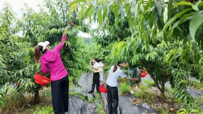 6月3日 早！黄冈 |英山一人拟获全国表彰◆团风千亩黄桃邀你采摘