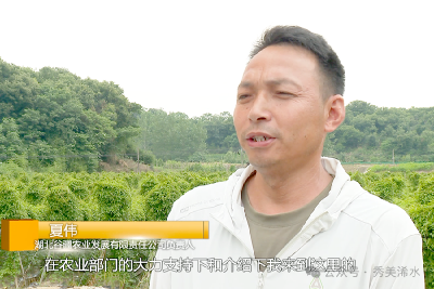 六神港村的强村三步曲
