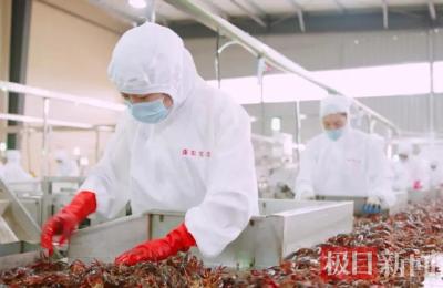 黄梅县全链赋能做强小龙虾产业  “一只虾”串联起数万养殖户的增收路