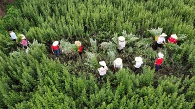 岐黄润泽  妇孺康宁——黄冈市妇幼保健院中医药传承创新纪实