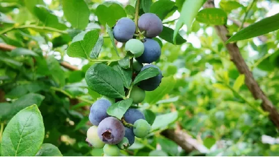 鲜果香飘满黄梅