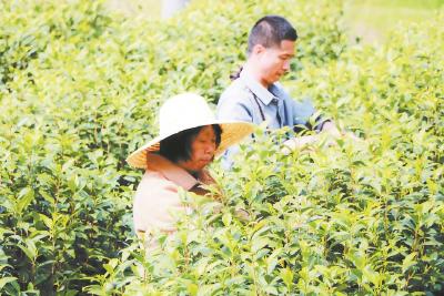 英山县雷家店镇升级本地茶园为村民增收