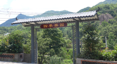 龟头河村让“沉睡”的老旧果园蜕变“生金”