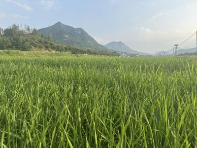 守好良田沃土 筑牢粮食安全根基——罗田县扎实推进永久基本农田保护工作