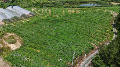 “蔬”写新篇，76家农民专业合作社拎稳黄梅菜篮子
