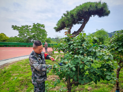 武当山景区启动夏季绿化管护 打造清爽旅游环境