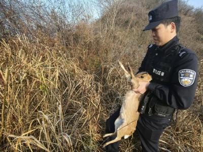 武当山警民联手救助国家“三有”保护动物黄麂