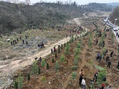 武当山特区开展2026年春季义务植树活动