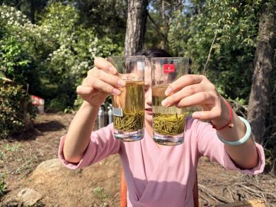 武当春茶采撷忙:品山间鲜醇 兴乡村产业