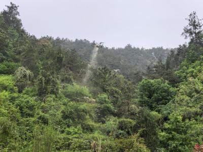 无人机飞防！武当山对3200亩松林实施生物防治