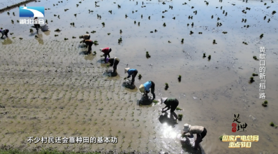 《是这个理》：黄歇口的新“稻”路
