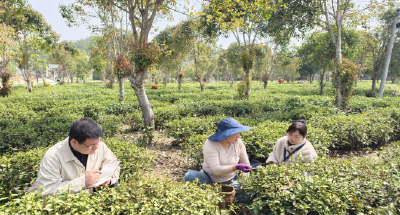 英山：监督护航茶飘香