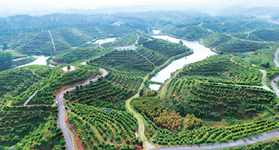 随县：监督嵌入产业链 万亩油茶绘“丰”景