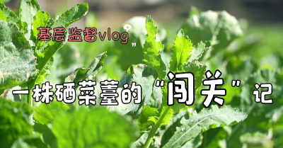 基层监督vlog | 一株硒菜薹的“闯关”记