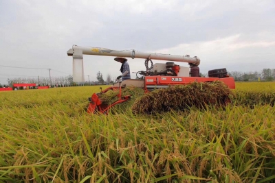 湖北水稻机收率达98.8%