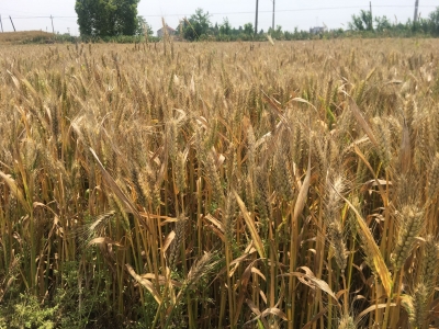 整地、开沟、施肥、播种、覆土一机搞定——湖北油菜小麦机播率近50%