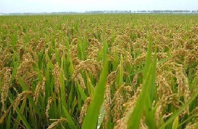 粮食产业稳步迈入高质量发展 全省七成水稻面积“水稻+”