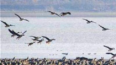 湖北：越冬水鸟同比增加13种 红胸黑雁首次被记录到