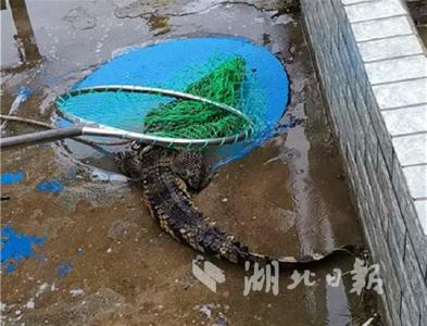 武汉：1.5米长鳄鱼街头遛弯 一度咬破捕兽网终被擒