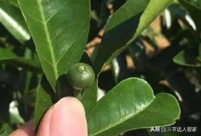 脐橙用什么药来保花保果(脐橙怎么保花保果)
