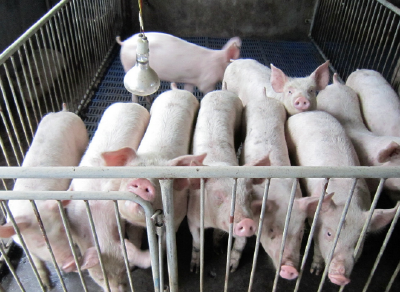 武汉七条新政扶持生猪生产保障市场供应