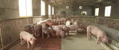 好消息!武汉出台七条措施扶持生猪生产，具体政策有哪些？