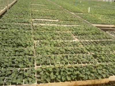 温室绿菜花怎样种植？定植后的管理是关键