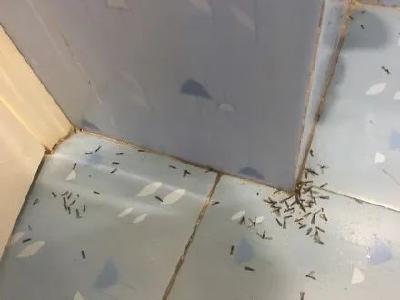 最近白蚁非常活跃，频频出现在居民家中！教你如何对付它！