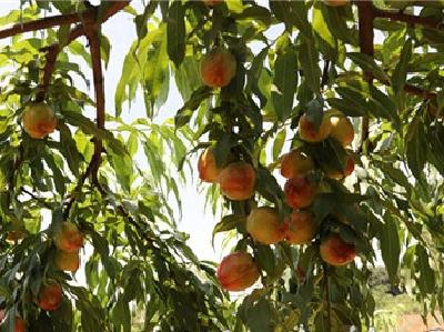 宜城：10万多亩桃子甜了 果农笑了
