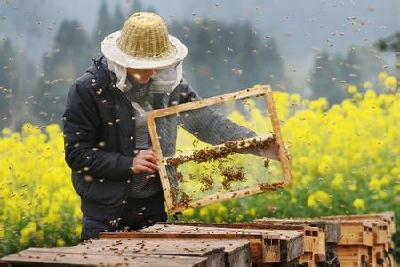 竹山智慧养蜂造福6000余蜂农