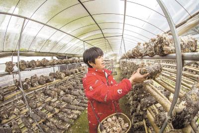 “光农互补”发展香菇产业