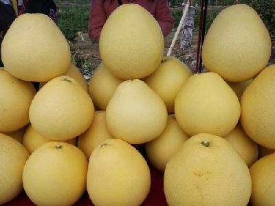 宣恩贡水白柚“长”成亿元产业