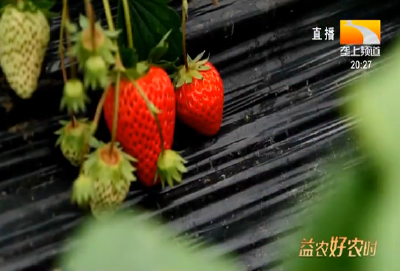 2月管理：如何做到草莓花果不断、增产提质?