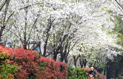 湖北发布40个赏樱景点 诚邀全国游客来打卡