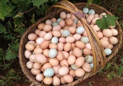 鸡蛋价格行情触底回升，后市能否再创新高？