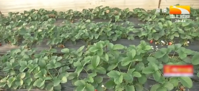 草莓如何种植？