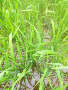 水稻绿色防控主要技术措施